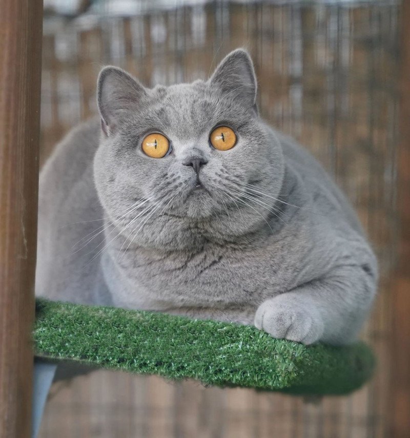 Bruni of great fate Femelle British Shorthair Bruni of great fate Femelle British Shorthair