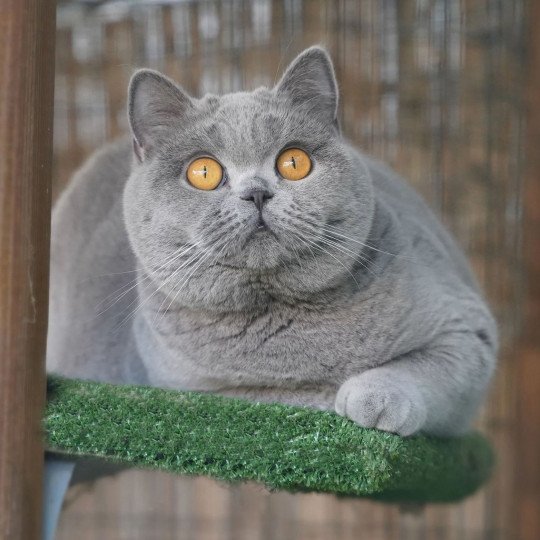 Bruni of great fate Femelle British Shorthair