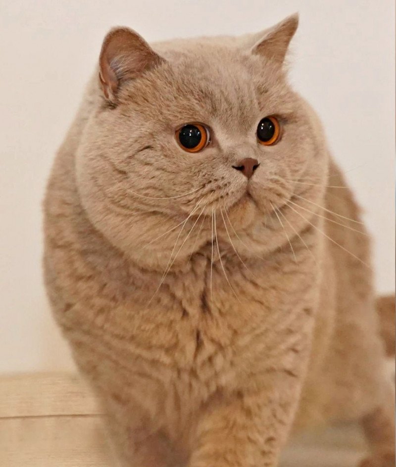 Ivan Mâle British Shorthair