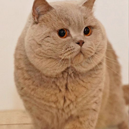 Ivan Mâle British Shorthair