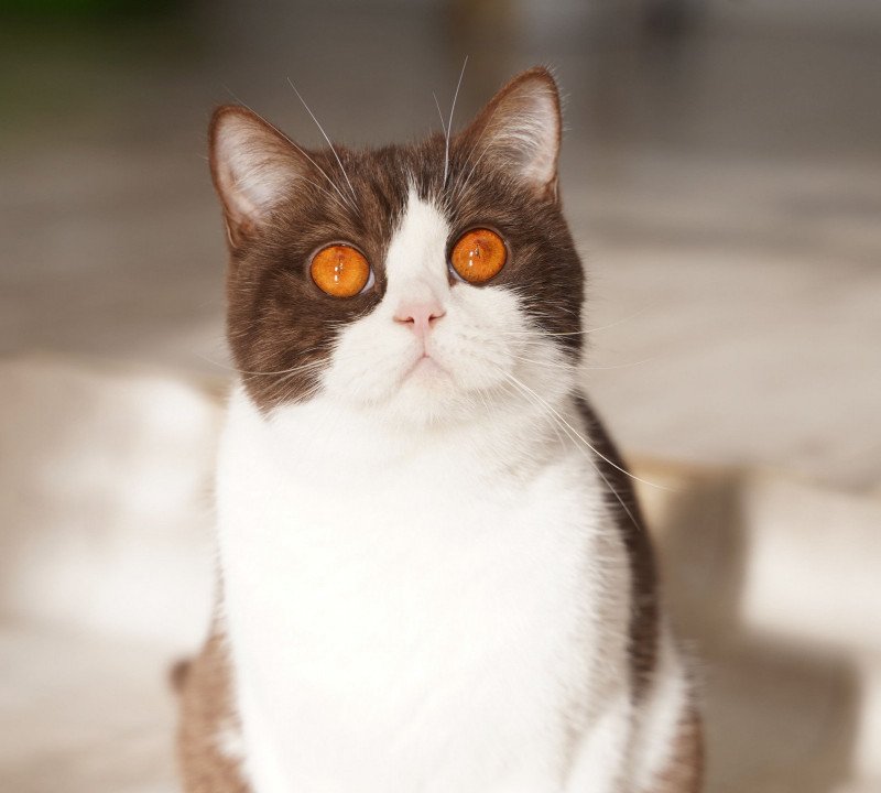 Liv Liv von Amselhut Femelle British Shorthair