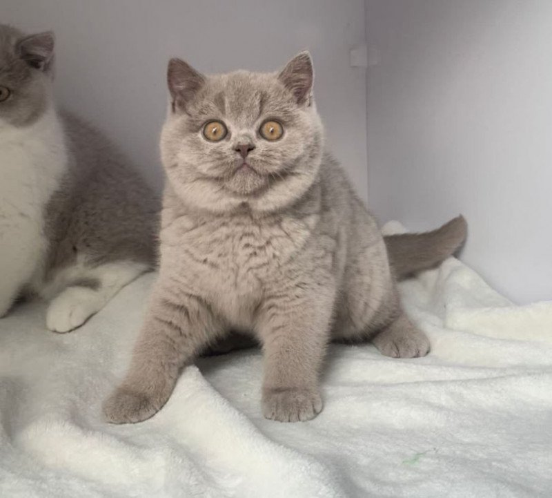 Bella of Perła Południa Femelle British Shorthair