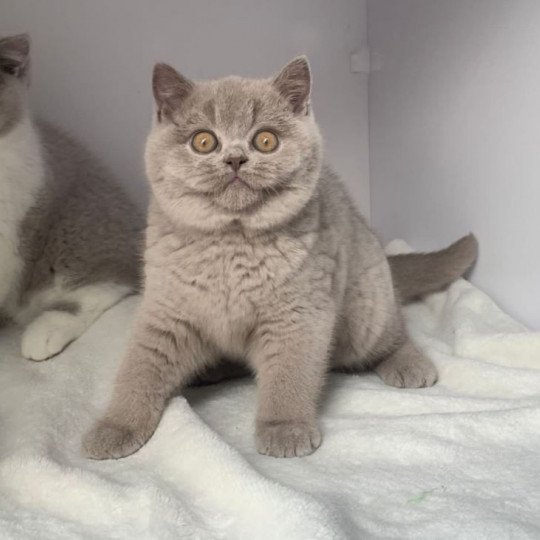 Bella of Perła Południa Femelle British Shorthair