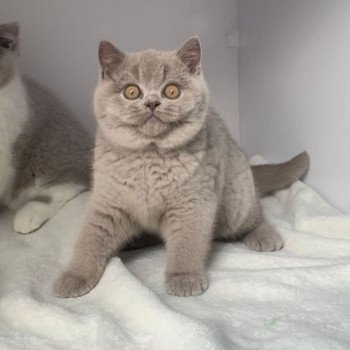 chat British Shorthair of Perła Południa Panier douillet