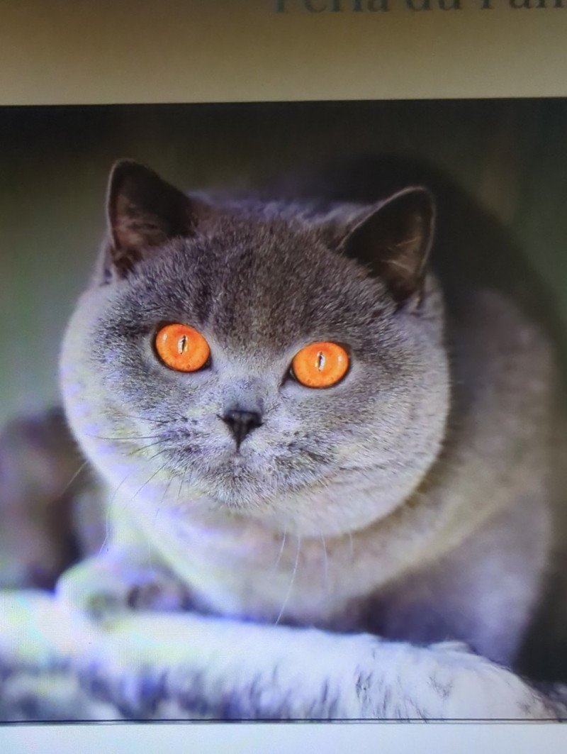Perla Femelle British Shorthair