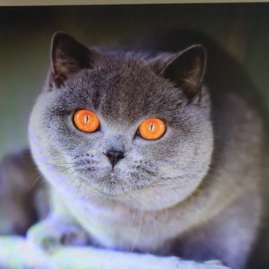 Perla Femelle British Shorthair