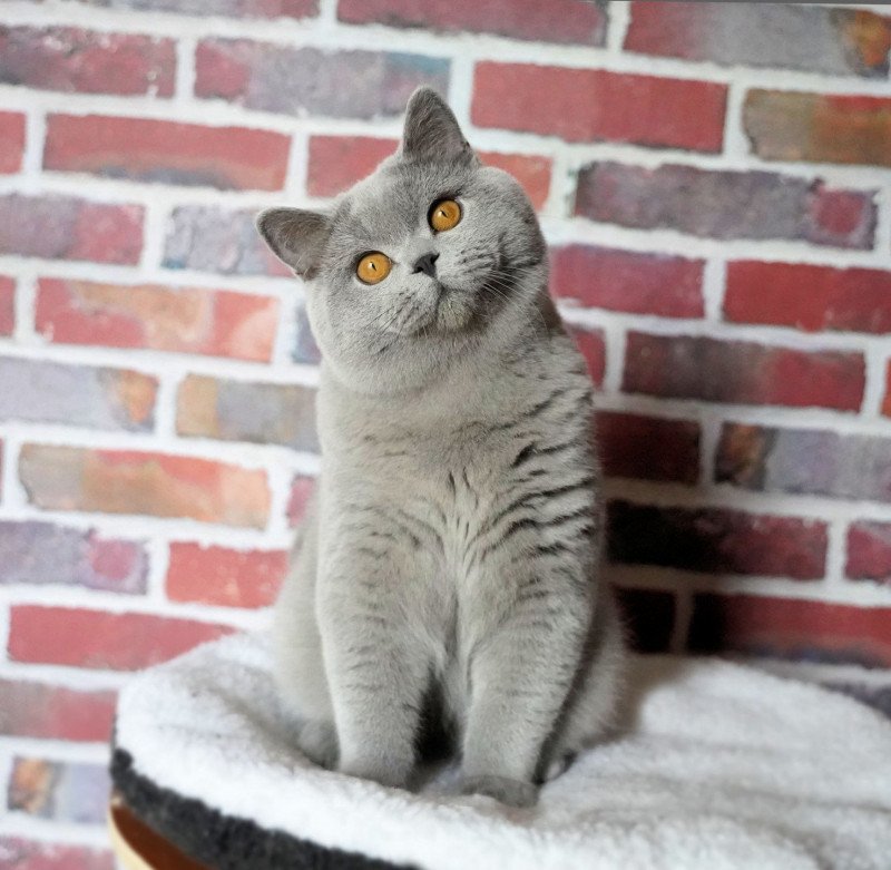 Soprano Monkey Mia Mâle British Shorthair