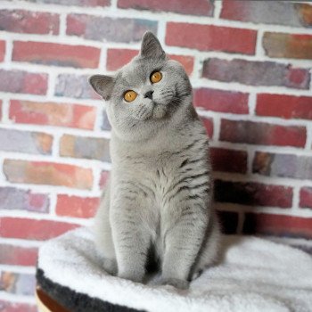 Soprano Monkey Mia Mâle British Shorthair