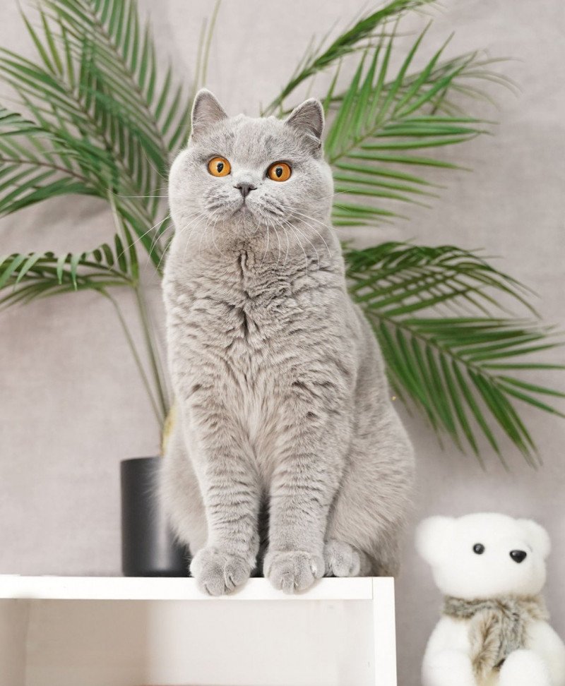 Tweeny du panier douillet Femelle British Shorthair Tweeny du panier douillet Femelle British Shorthair