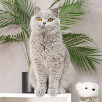 chat British Shorthair Tweeny du panier douillet Du panier douillet chat British Shorthair Tweeny du panier douillet Du panier douillet